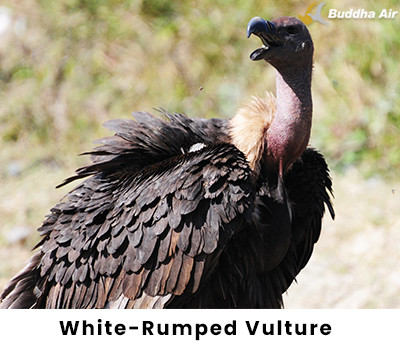 White-Rumped Vulture